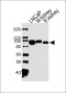 MME Antibody (N-term)