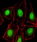 PTK2B Antibody (C-term)