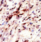 Pan SUMO Antibody