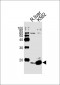 Pan SUMO Antibody