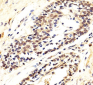 AKT1/2/3 Antibody (Center)