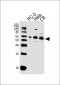 AKT1/2/3 Antibody (Center)