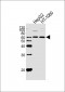 Smad1/5 (Ser463/465) Antibody