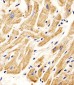 SMAD1 Antibody (Center)