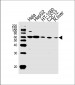 SMAD1 Antibody (Center)