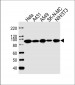 HSP90 Antibody (Center)