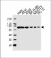 HSP90 Antibody (C-term)