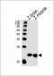 DANRE park7 Antibody (C-term)