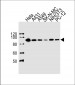 HSP90 Antibody (C-term)
