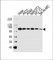 HSP90 Antibody (N-term)