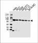 HSP90 Antibody (N-term)