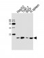 LYZ Antibody (C-term)
