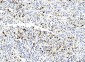 LYZ Antibody (C-term)