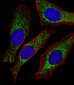 NDUFB4 Antibody (N-term)