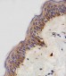 NDUFB4 Antibody (N-term)