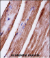 Mouse Mapk3 Antibody (C-term)