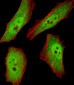 RBX1 Antibody (C-term)