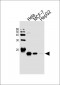 RBX1 Antibody (C-term)