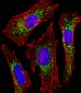 CYC1 Antibody (Center)