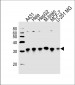 CYC1 Antibody (Center)