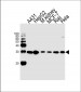 AK4 Antibody (Center)