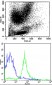 HLA-B Antibody (N-term)