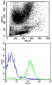 HLA-B Antibody (N-term)