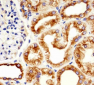 TBB5 Antibody