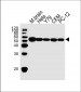 TBB5 Antibody