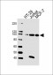 P100 Antibody