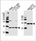 EIF4E Antibody