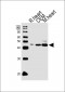 VEGFC Antibody