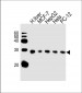 PSMA5 Antibody