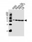 CREB1 Antibody
