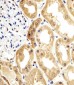 ENO1 Antibody