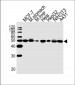 ENO1 Antibody