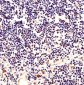 NPM1 Antibody