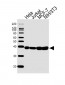 NPM1 Antibody