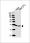 NFKBIA Antibody