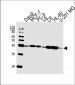 CREB3L4 Antibody (M01)