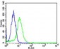 TOP1 Antibody (N-term)