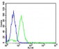 BCL10 Antibody