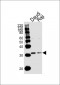 BCL10 Antibody