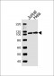 USP11 Antibody (N-term)