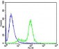 GATA3 Antibody (Center)