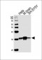 CDK5 Antibody