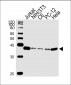 RAD51 Antibody