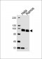 SP1 Antibody