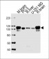 USP5 Antibody