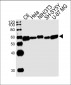 APG5L (ATG5) Antibody